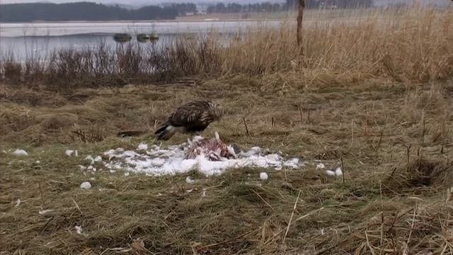 Rough-legged Buzzard,Northern Goshawk,Fjellvåk,Hønsehauk,Ястреб-тетеревятник,Мохноногий канюк