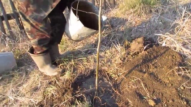 Как посадить РЯБИНУ смотреть онлайн