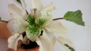 Очень ОПАСНО! Почему у фиалки белые листья