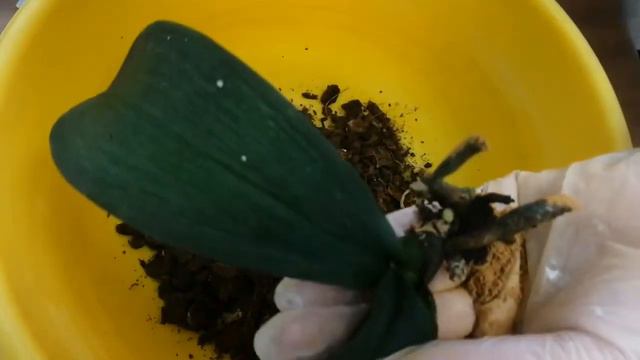 Лечим орхидею фаленопсис смотреть онлайн