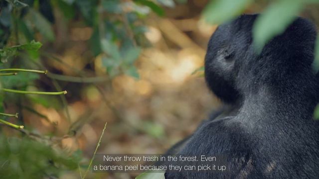 Gorilla Trekking Film (Uganda) смотреть онлайн