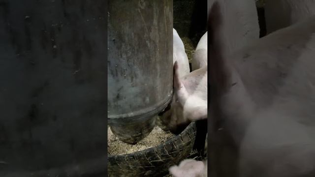 Свинья приболела.... поросята... смотреть онлайн