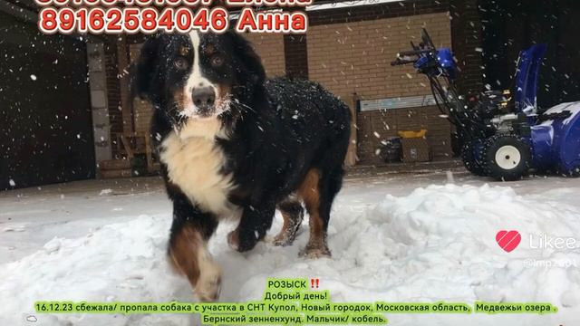 #бернскийзенненхунд #московскаяобласть #потеряшка #собака #репосты #фрязино #щелково #балашихатв смотреть онлайн