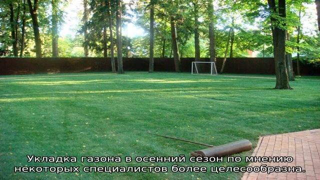 Укладка газона: когда лучше стелить смотреть онлайн