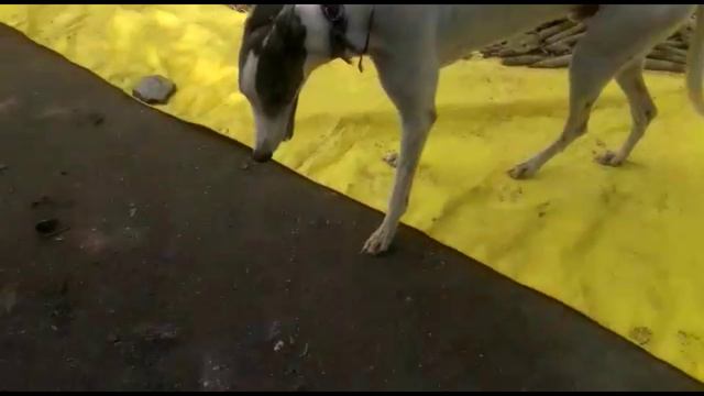 Greyhound Dog & shikari dog,seller смотреть онлайн