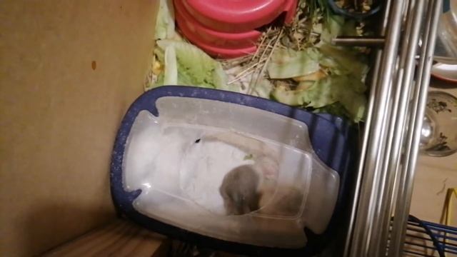 Драка хомячков джунгариков смотреть онлайн