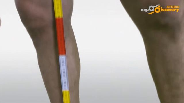 24 ДЛИНА ноги от паха до ЩИКОЛОТКИ Aquadiscovery снятие мерок м смотреть онлайн
