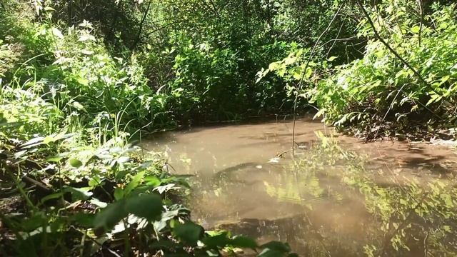 Лесной ручей и пение иволги, звук ручья, лесные птици, иволга, природа, лес смотреть онлайн