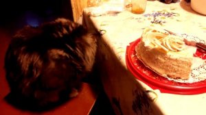 Мейн-Кун. Здоровое питание!