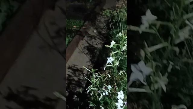 12.08.2022 Ночь, луна, цветы, табак, тепло очень!!! смотреть онлайн