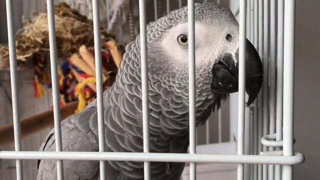 Девочка Жако разговаривает с хозяйкой