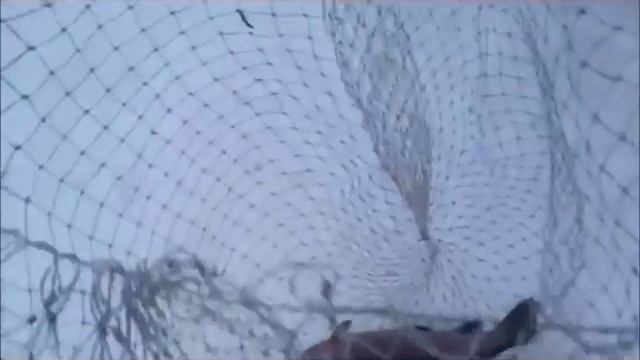 1 декабря рыбалка в Савельево-1 смотреть онлайн