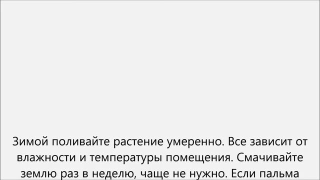 Как поливать пальму смотреть онлайн