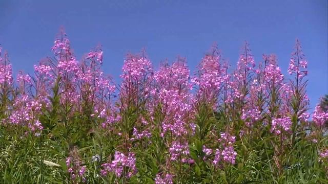 Я ЖЕЛАЮ СЧАСТЬЯ ВАМ, Валерий Капризов