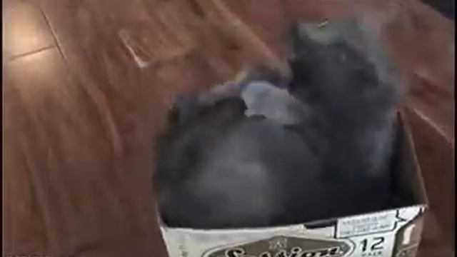 кот кусает свой хвост смотреть онлайн