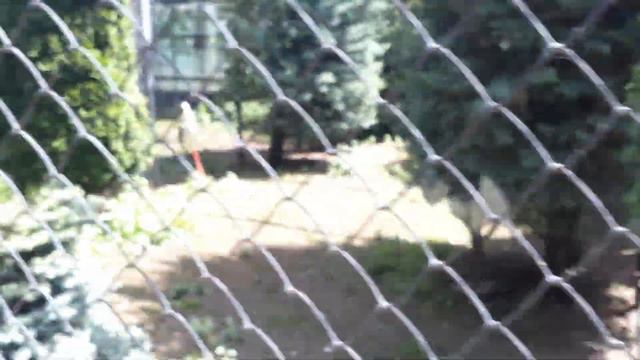 парк львов тайган в крыму смотреть онлайн