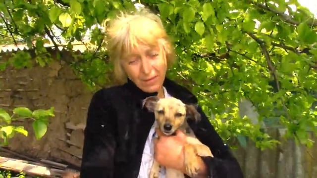 Обросшая колтунами и клещами собачка брела вдоль дороги единственный автомобиль открыл перед ней дв