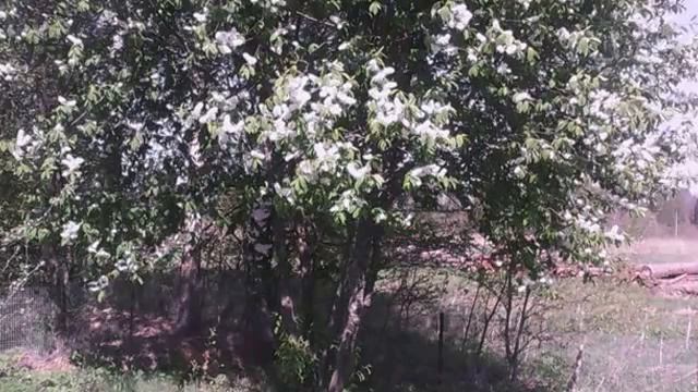 Весна в Шахматово смотреть онлайн