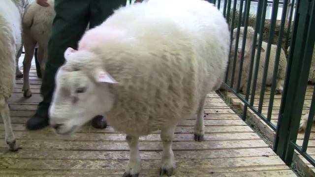 Овцы породы Тексель от племзавода ООО АПК Александровское 2014 смотреть онлайн