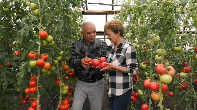 ? Самые любимые БИФ ТОМАТЫ ГОДА - Биф Пинк и Биф Кинг