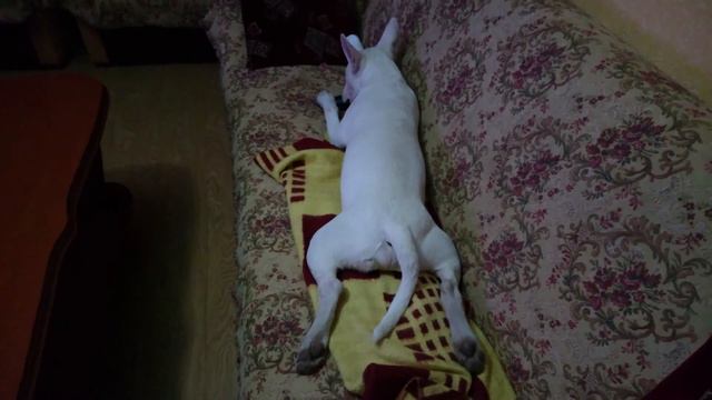 Danny Bull Terrier Бультерьер Дэнни смотреть онлайн