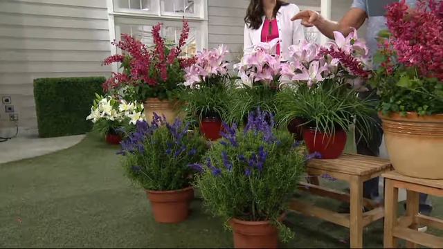 Cottage Farms 7-piece Color Burst Fragrance Garden on QVC смотреть онлайн