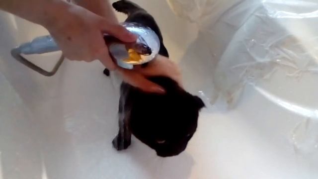 Кот аж мурчит от удовольствия в ванной Этот кот любит купаться!Приколы над животными . Кот ,Прикол смотреть онлайн