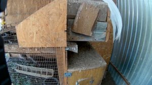 Клетки для разведения куропаток