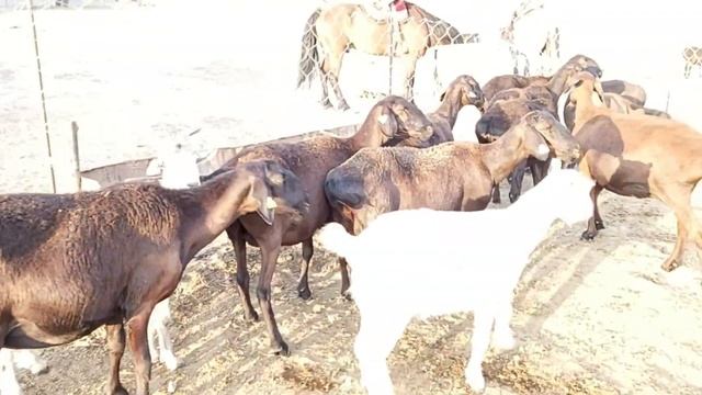 Гиссарский овцы 2019. Гиссарский бараны смотреть онлайн