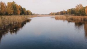 Рыбалка на речке на куриную печень. Куриная ПЕЧЕНЬ в действии! Сом, голавль, густера