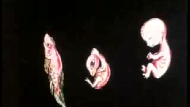 Эволюция смотреть онлайн