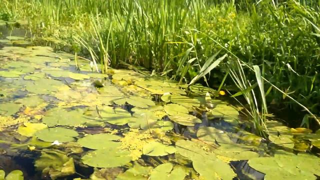 Сплав по р. Суворощь 15-17.07.2022 смотреть онлайн