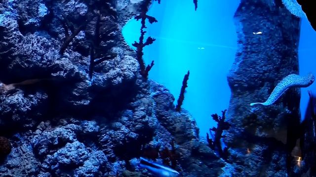 ЖУТЬ ЖУТКАЯ-ОПАСНАЯ РЫБА МУРЕНА смотреть онлайн