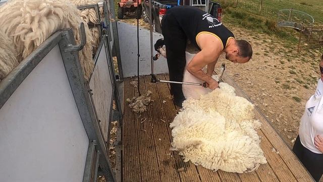 How to shear sheep! sheep shearing demonstration! смотреть онлайн