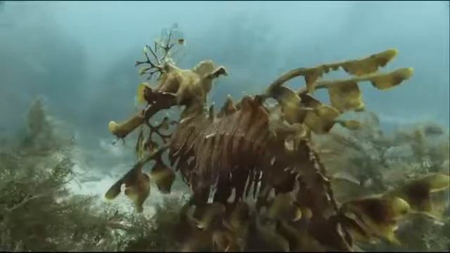 Жители Океана/ The Kingdom of the Oceans / Le Peuple des Océans смотреть онлайн