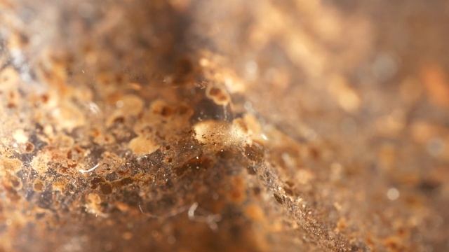 КОЛОНИЯ ТЕРМИТОВ В БУТЫЛКЕ! ЗАВЁЛ НОВЫХ ТЕРМИТОВ - Reticulitermes speratus \\ Димон и пумба смотреть онлайн