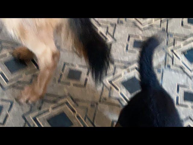 Смотрим за немецкими овчарками щенок и взрослый смотреть онлайн