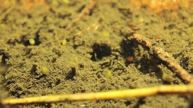 Water Fleas In Their Natural Habitat