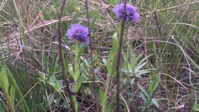 биоразнообразие НП смотреть онлайн