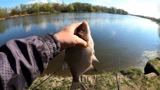 Открытие сезона 2023 | Ловля крупного леща на фидер | Ловля на реке. смотреть онлайн