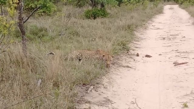 Gorilla Mistakes When Take Down Python To Rescue Mouse – Leopard Failed To Save Cubs From Anaconda смотреть онлайн