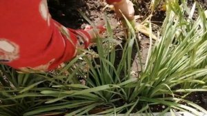 Тюльпаны отцвели, когда и как обрезать листья.