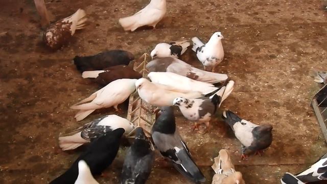 Высоколётные mp4 1 смотреть онлайн