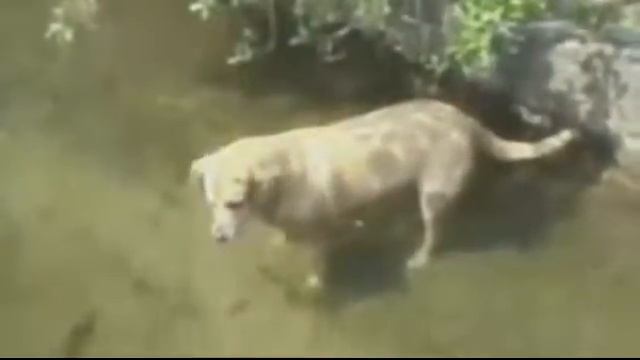 Собака ловит рыбу!!! смотреть онлайн