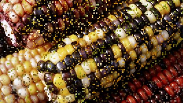 Какая кукуруза самая лучшая 20 фактов о разных видах и сортах