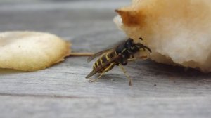 Осы, осиное гнездо, шмели. Wasps, hornet's nest, bumblebees.