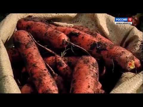 Уборка моркови смотреть онлайн