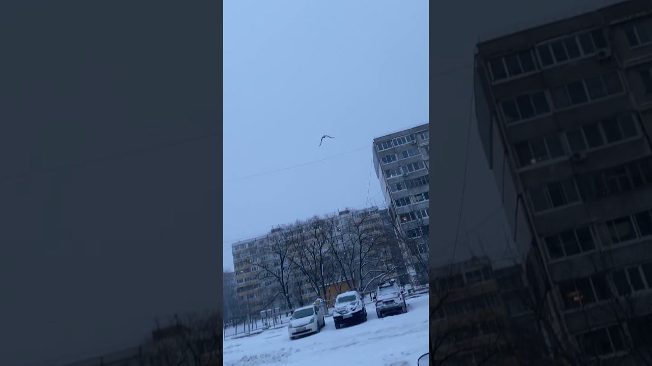Что за птица? Большая такая смотреть онлайн