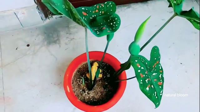 Caladium Plant ki care kaise karen | HOW TO CARE FOR CALADIUM | CALADIUM CARE TIPS смотреть онлайн