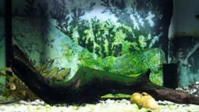 Roberto Cacciapaglia - Atlantico